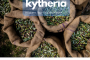 Μεγάλη συμμετοχή των ελαιοπαραγωγών στην ενημερωτική συνάντηση του προγράμματος Terra Kytheria