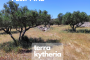 INVITATION to an Online Workshop on:  Presenting the tools for an "intelligent agriculture" Terra Kytheria
